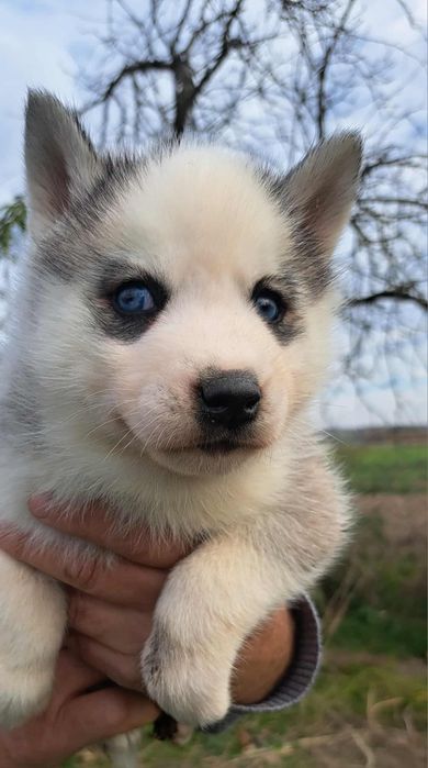 Husky suczka niebieskooka srebrno biała siberian husky szczeniak