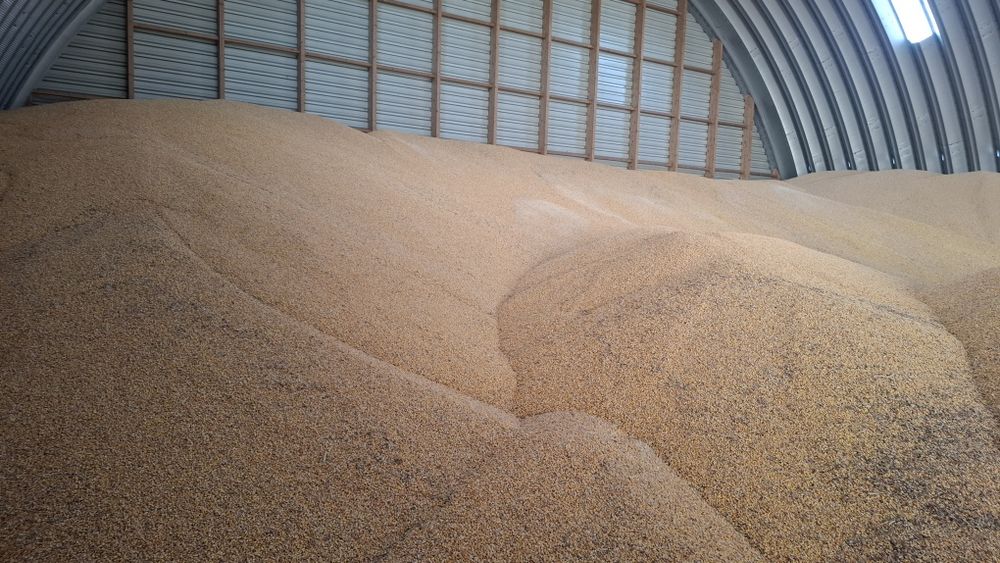 Kukurydza Sucha 500ton