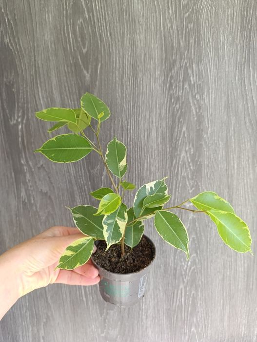 Продам фікуси Бенжаміна