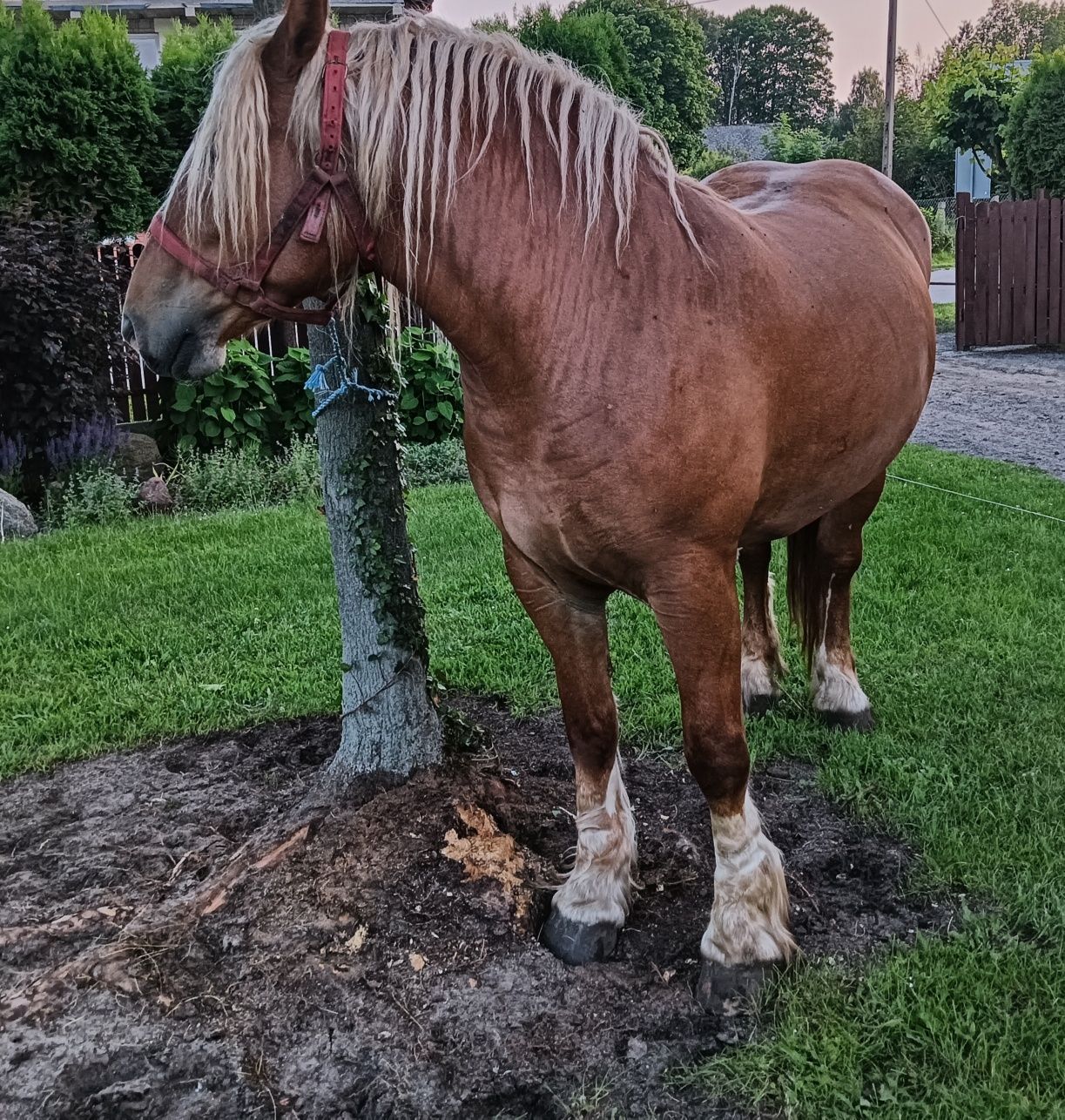 Sprzedam klacz sztumską