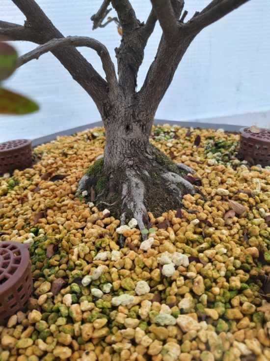Bonsai Azalea com 12 anos
