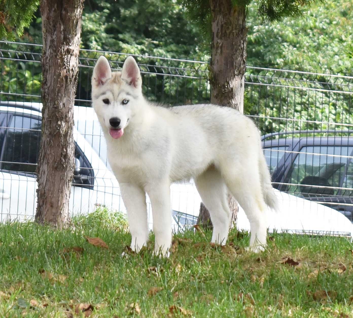 Siberian Husky, różnooka biało-srebrna suczka, ZKwP / FCI