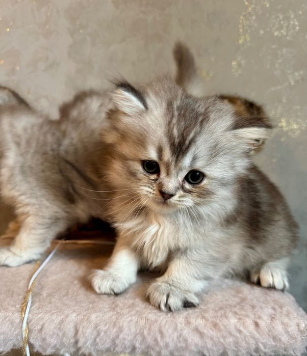 Котики мраморна шиншила
