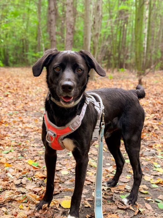 Młody, aktywny pies w typie rasy labrador. Czarny, średniej wielkości.