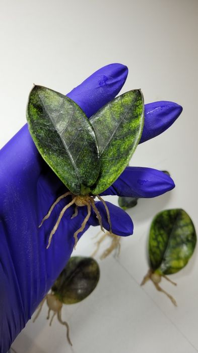Zamioculcas  / Zamiokulkas Midori Black Emerald