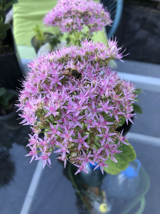 Сукуленти , Медуниця цукрова (кущик)