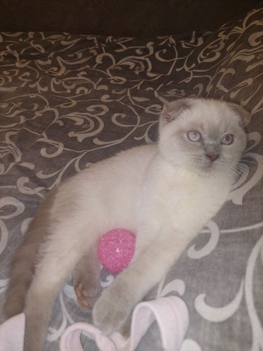 Скоттиш фолд Девочка чистокровная!