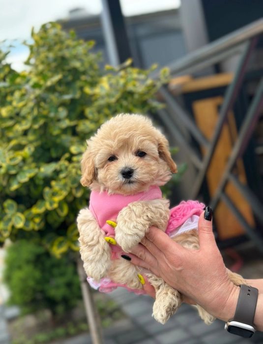 Jedyna Taka Suczka Maltipoo Gotowa do odbioru