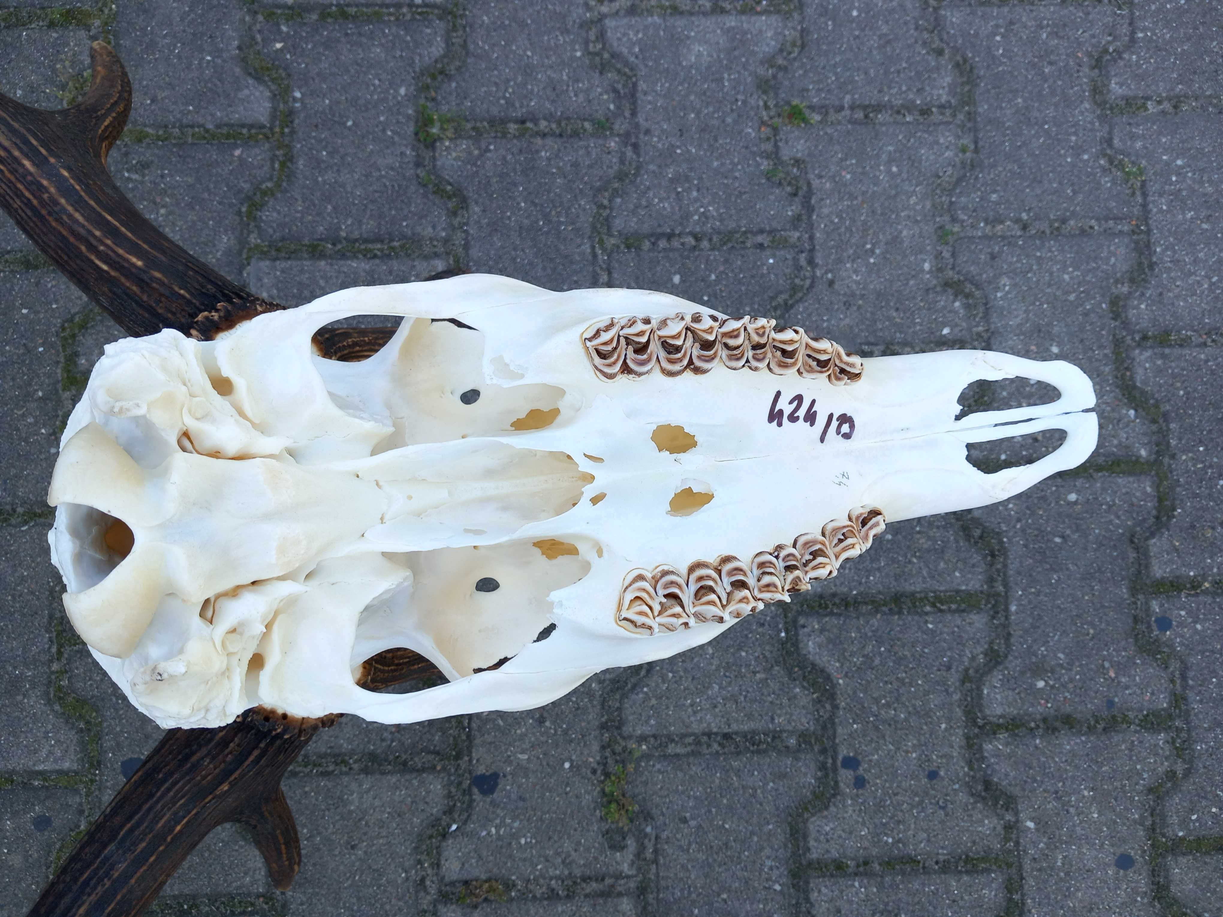 Poroże 7,4 kg, Byk, Wieniec, Jeleń, Rogi, Czternastak,