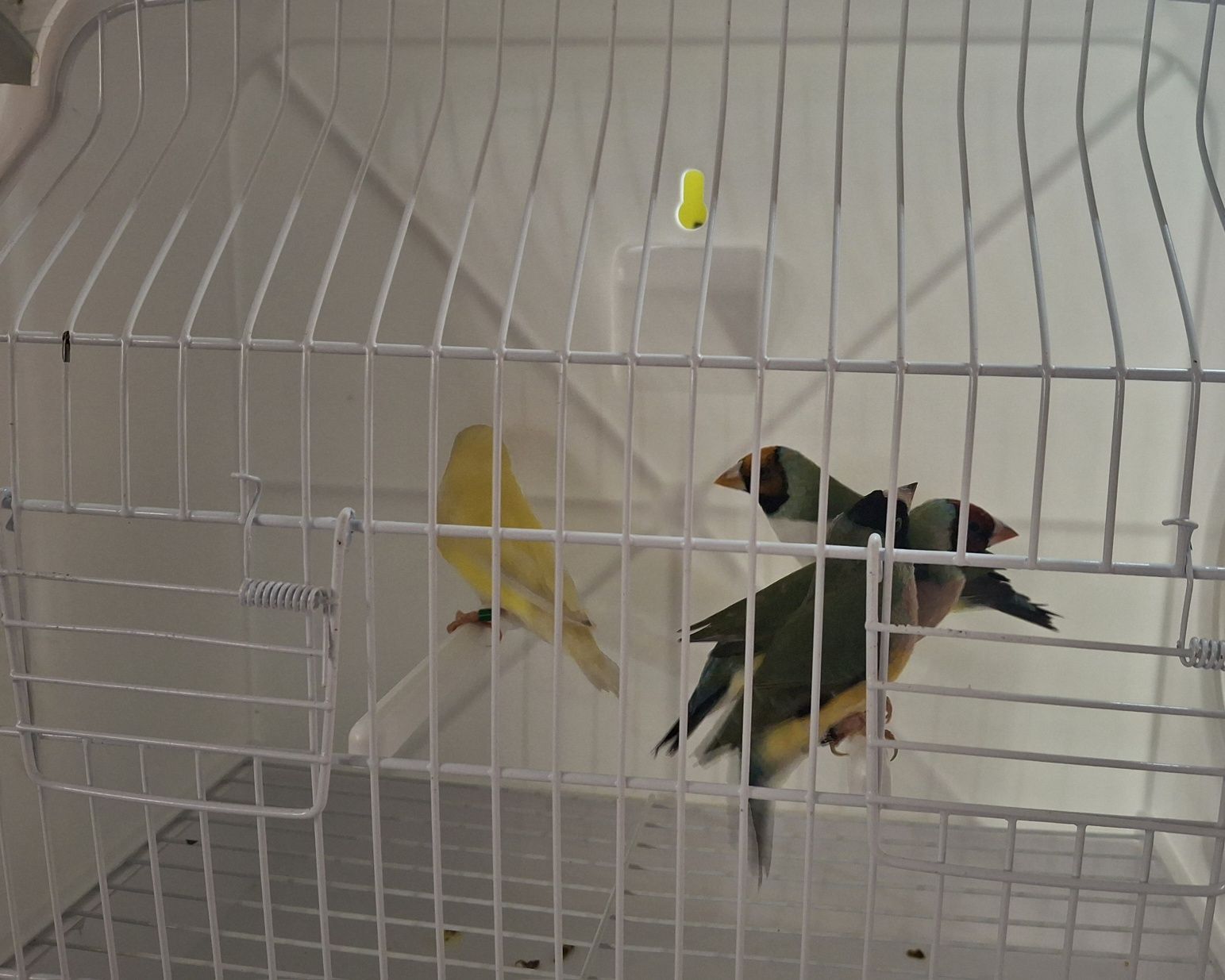 Diamantes de gould