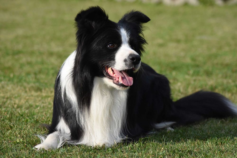 Border Collie ZKwP/FCI