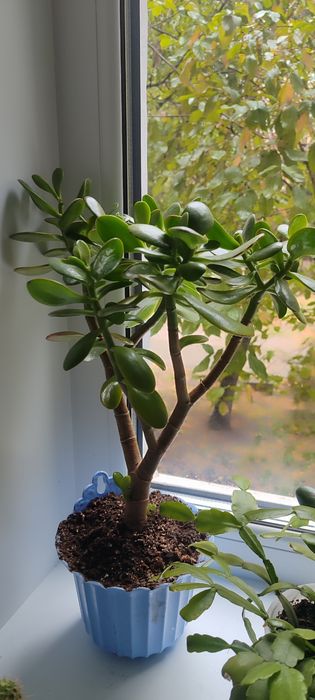 Комнатный цветок Денежное дерево толстянка