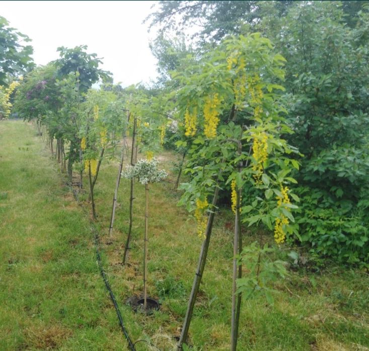 Sprzedam Drzewka ozdobne Okazja!