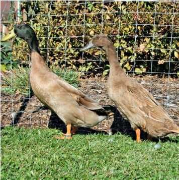 Patos Khaki Campbell