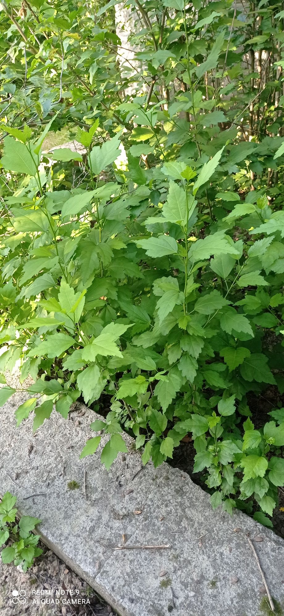 Hibiskus ketmia ogrodowa