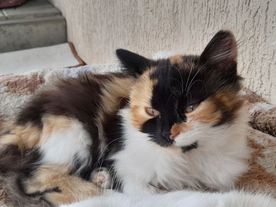 Віддаю котиків в добрі руки