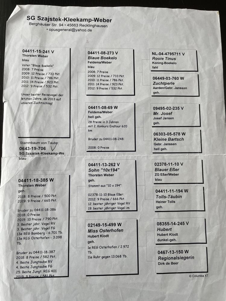 Gołąb pocztowy samczyk DV