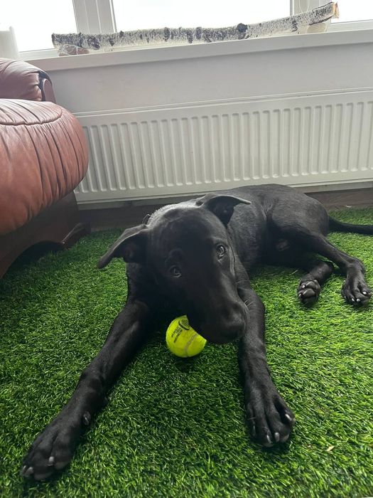 Хлопчик Лабрадор у гарні руки