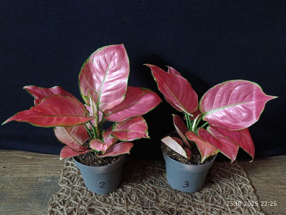 Аглаонема Розі Ред" (Aglaonema Rosy Red)