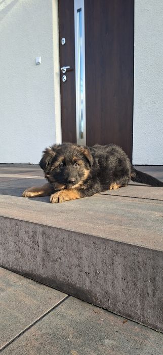 Owczarek Niemiecki długowłosy Szczeniak