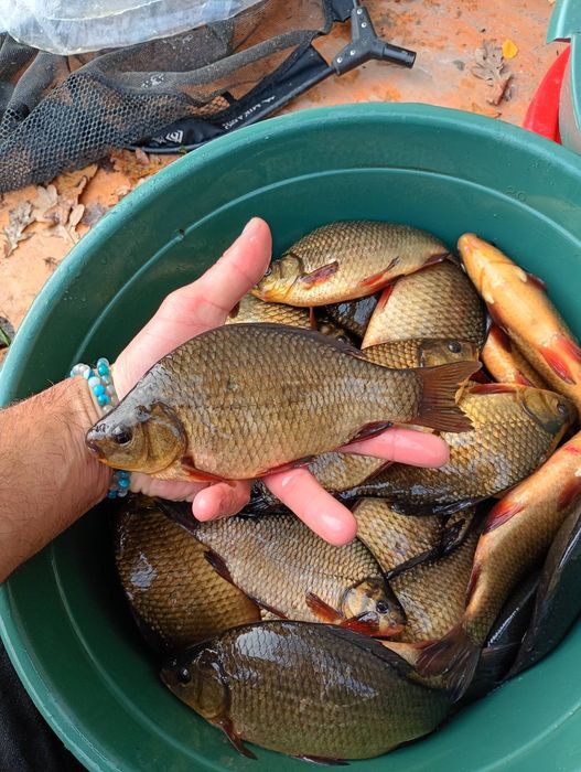 Karaś pospolita 18-20cm Karp Lin Sandacz