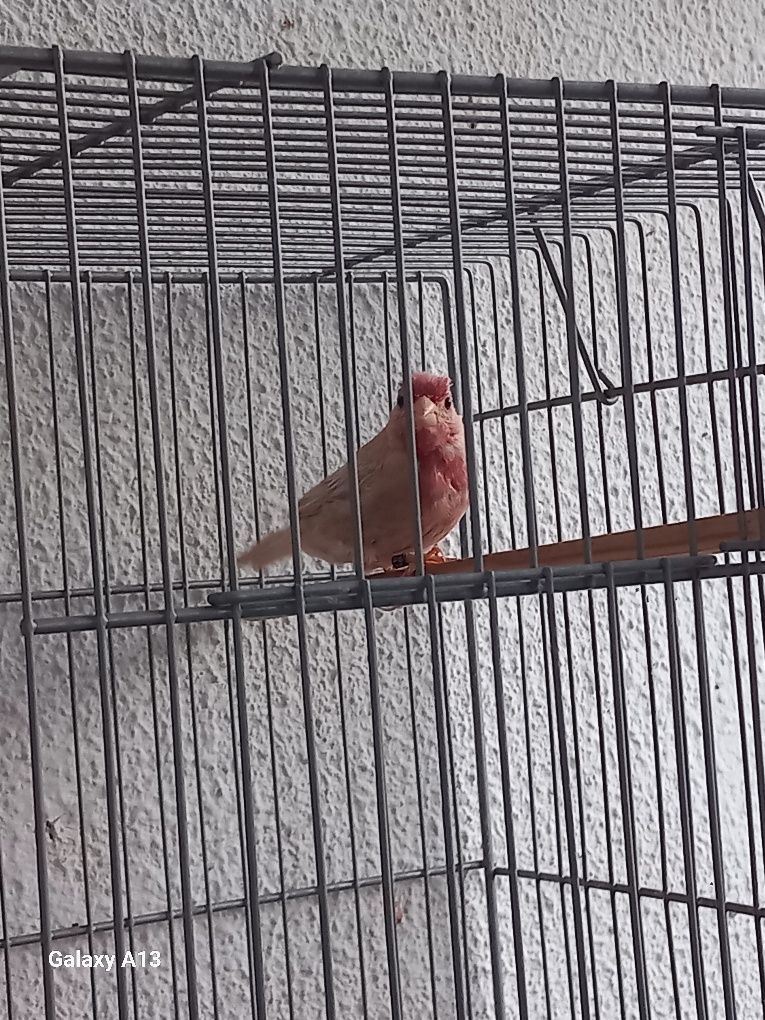 Carpodacus mutação