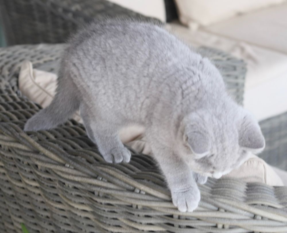 Fêmea  British  Shorthair azul com LOP