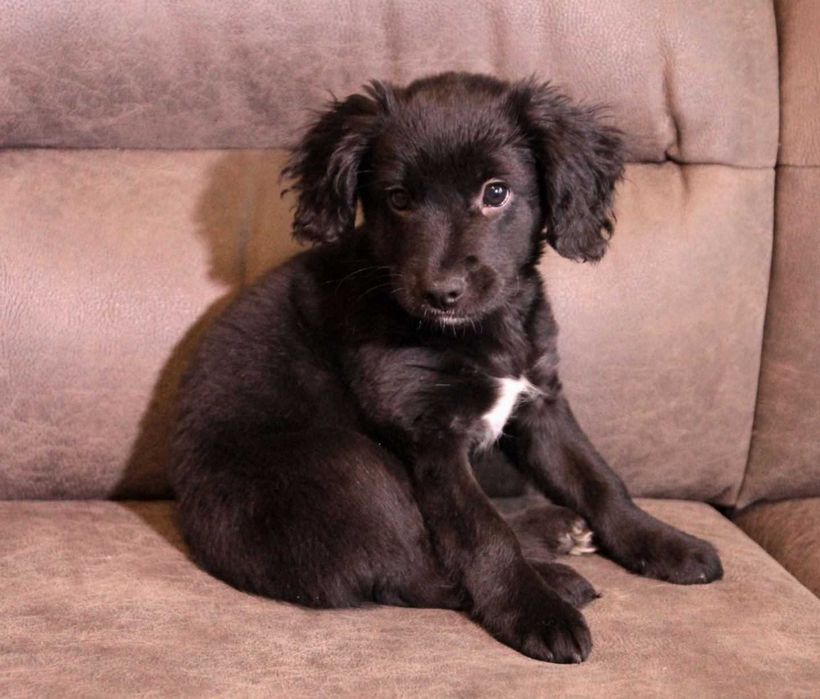 Маленька веселунка у пошуках родини