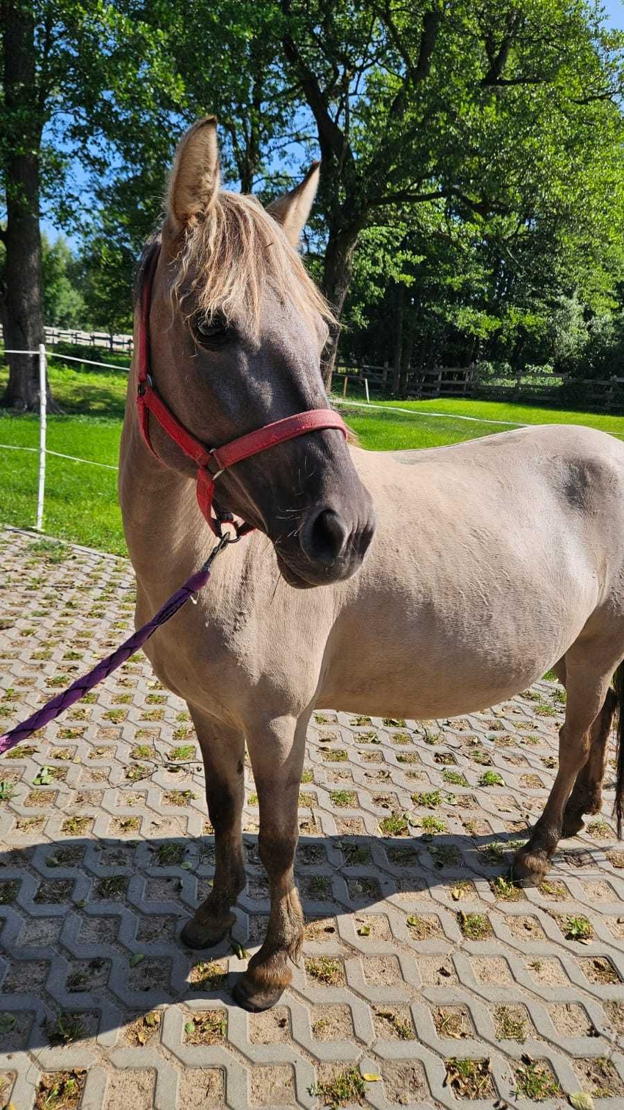 Zdrowa, 5 letnia klacz konik polski - do adopcji za darmo