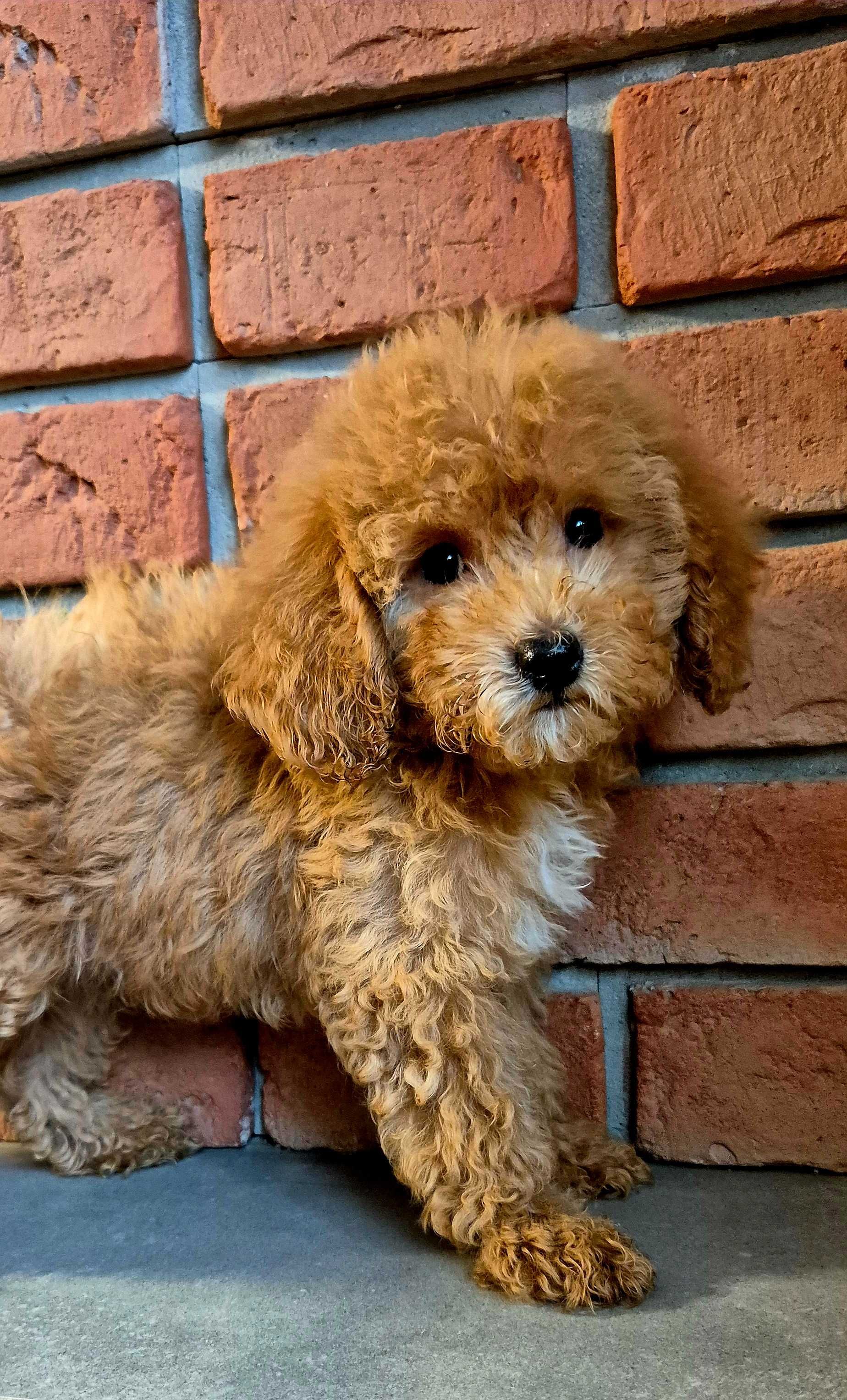 Cockapoo f1b miziasty Chlopczyk do odbioru