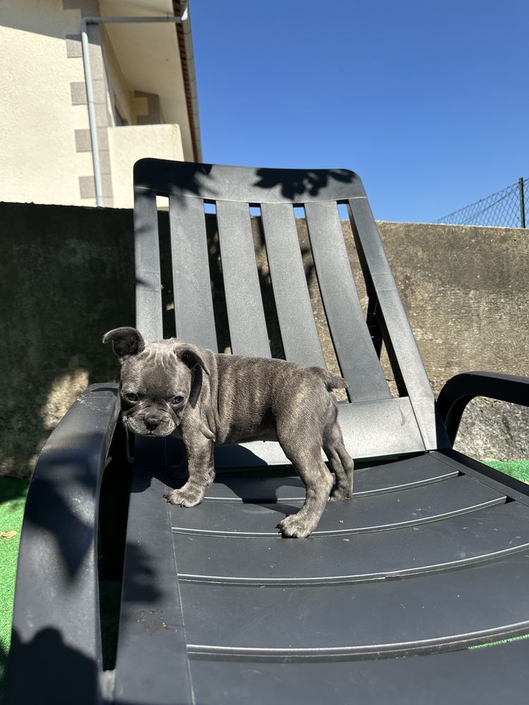Buldogue Francês Blue