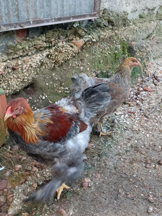 Casal Brahma Perdiz Azul