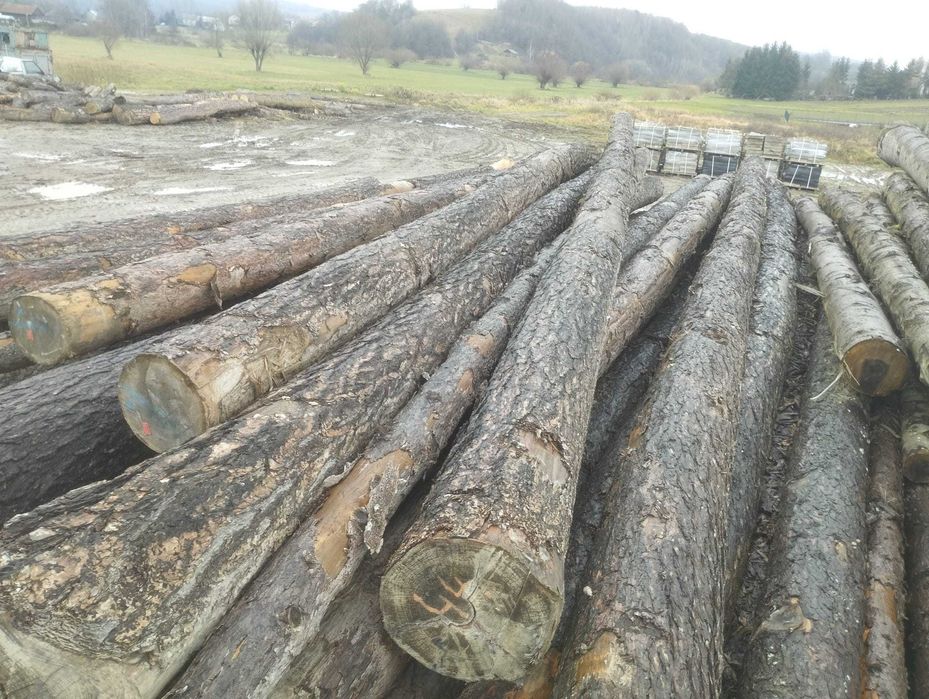 Modrzew, dłużyca, kloc