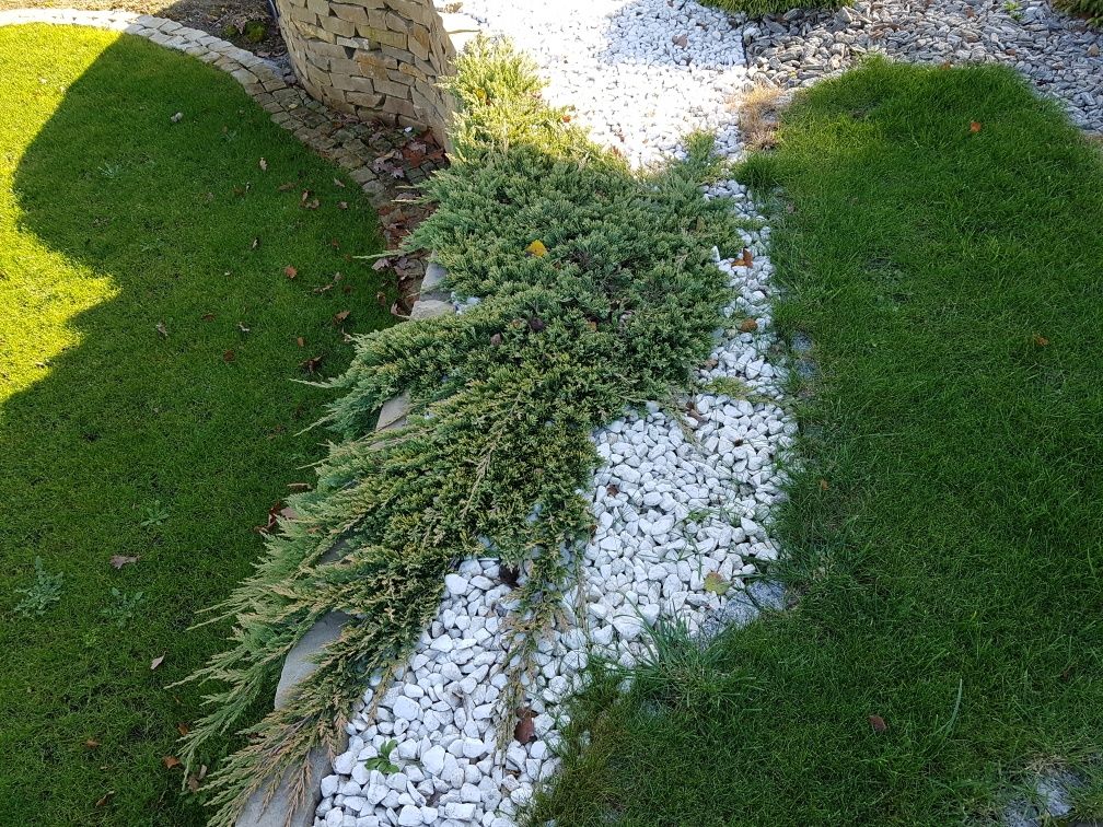 Jałowiec płożący Golden i Green Carpet