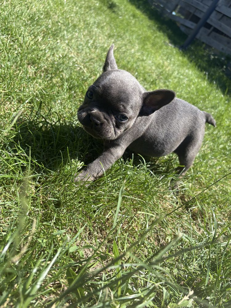 Buldog francuski BLUE suczka błękitna