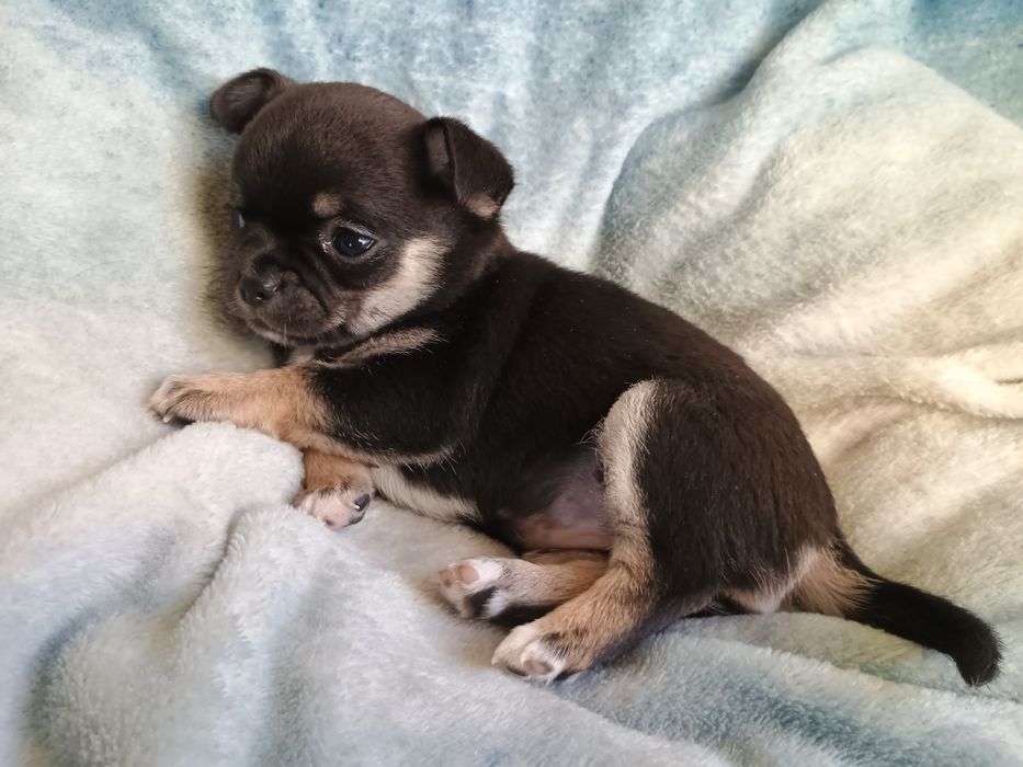 Chihuahua krótkowłosa suczka tricolor ZKwP FCI