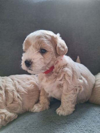 Maltipoo urocze słodziaki