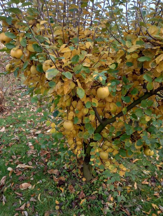 Pigwa gruszkowa i jabłkowa. Ekologiczne.