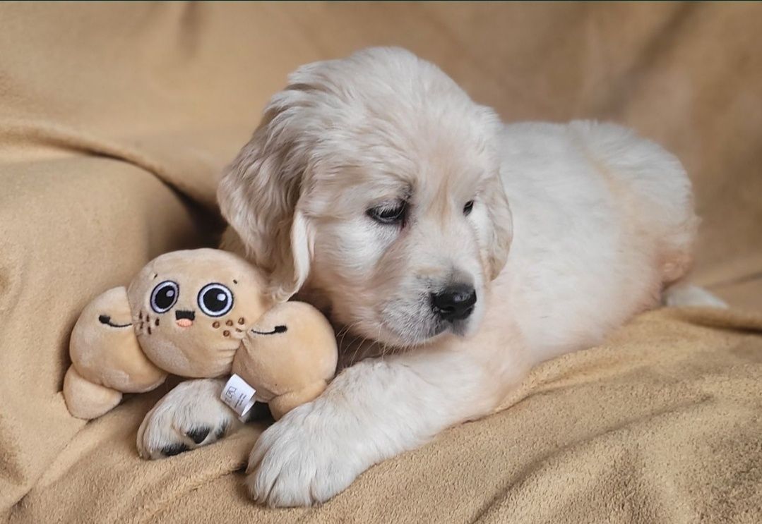 Golden Retriever FCI