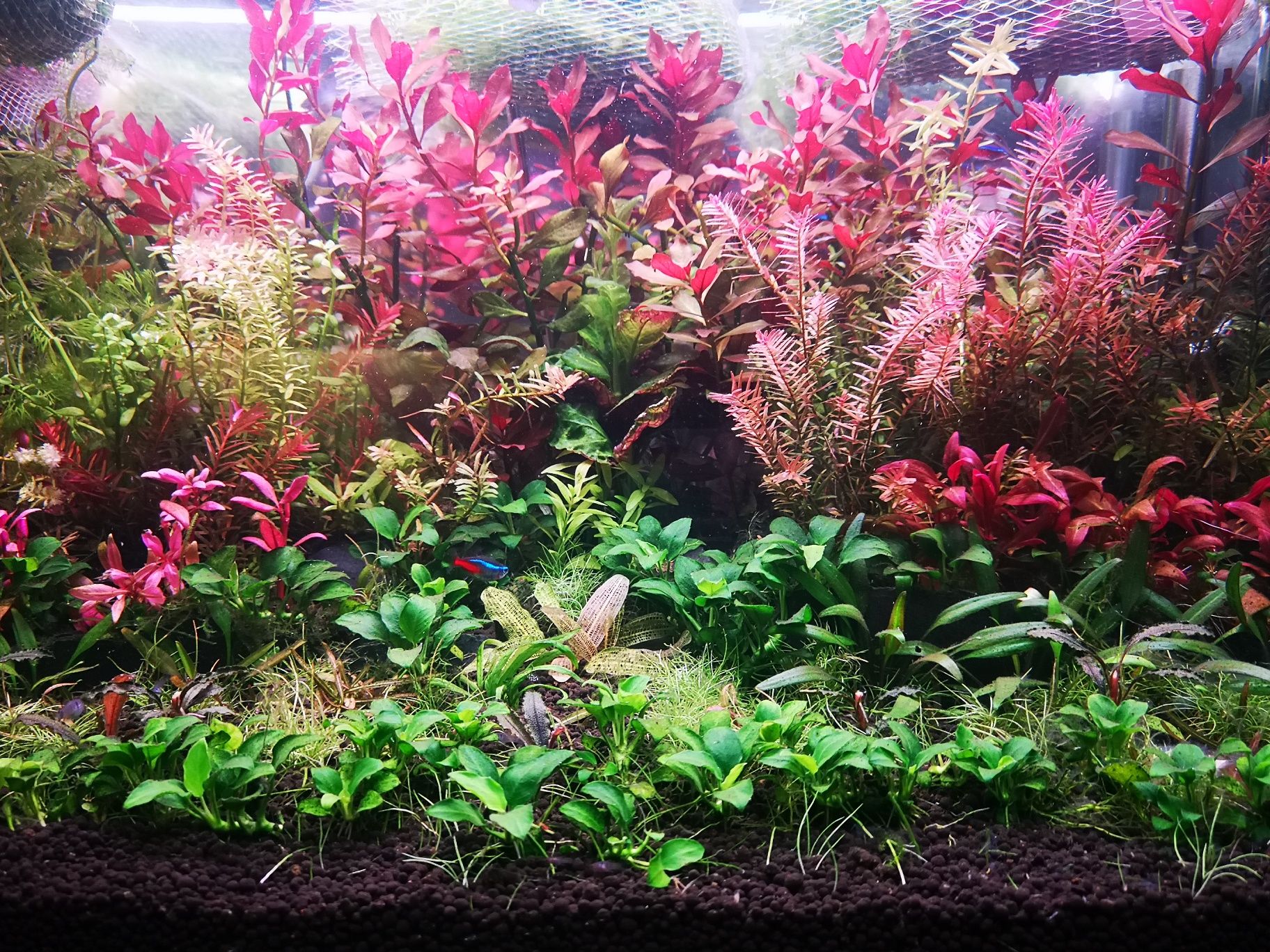 Plantas Aquário Podas 12 PÉS