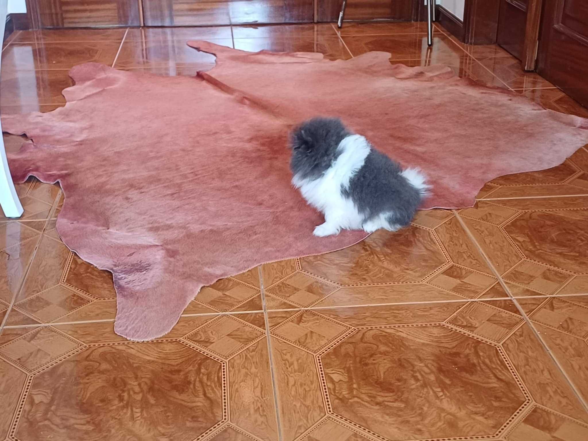 Spitz Alemão Anão/ Lulu da Pomerânia  FEMEA BRANCA E AZUL  LOP e AFIXO