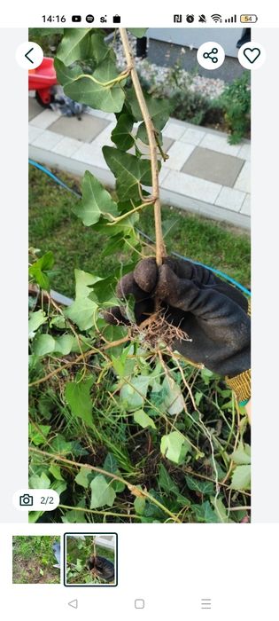 Sadzonki pędowe bluszczu z korzeniami