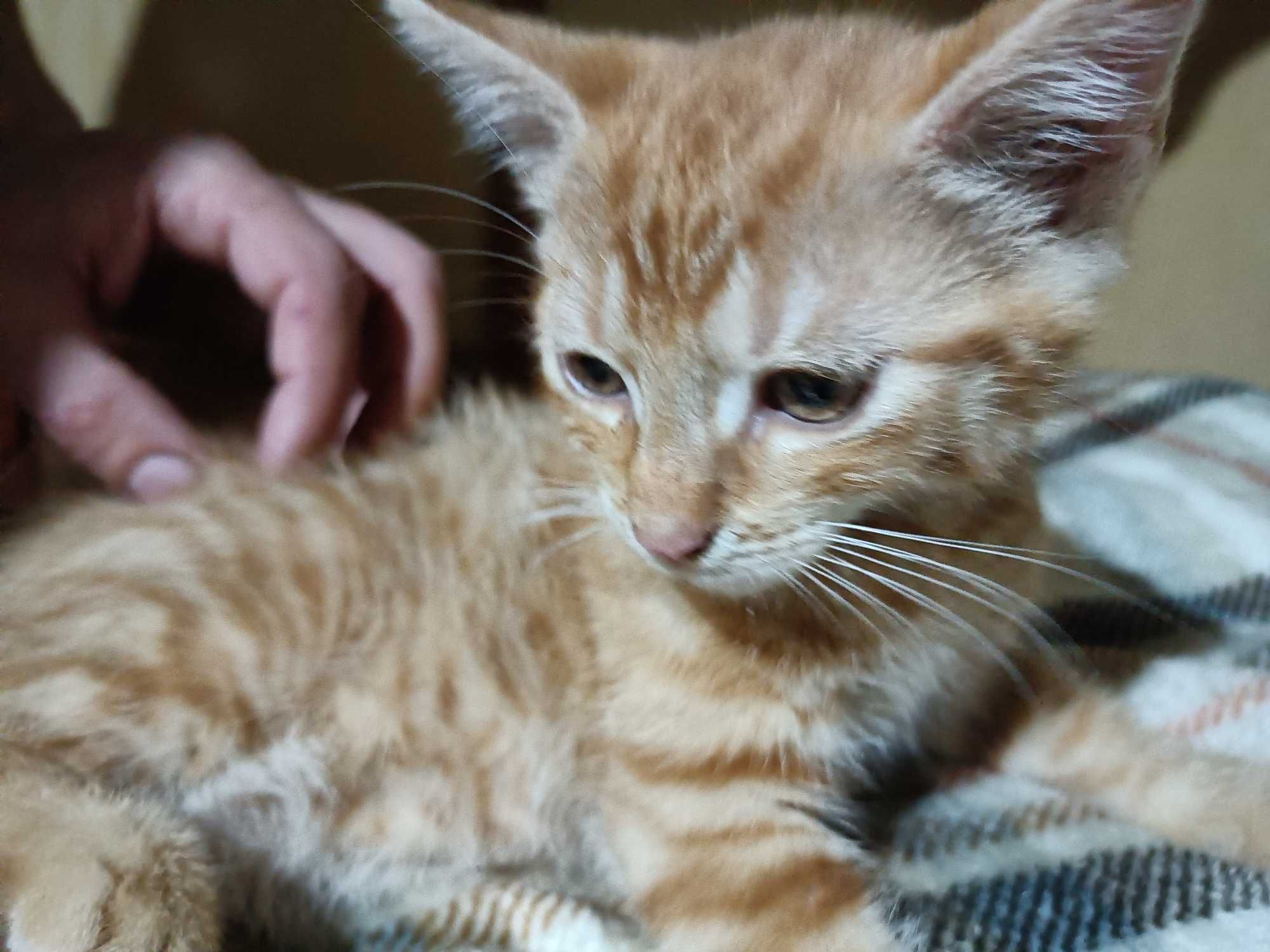 Mały rudy kotek Garfield szuka domu (nr 10)