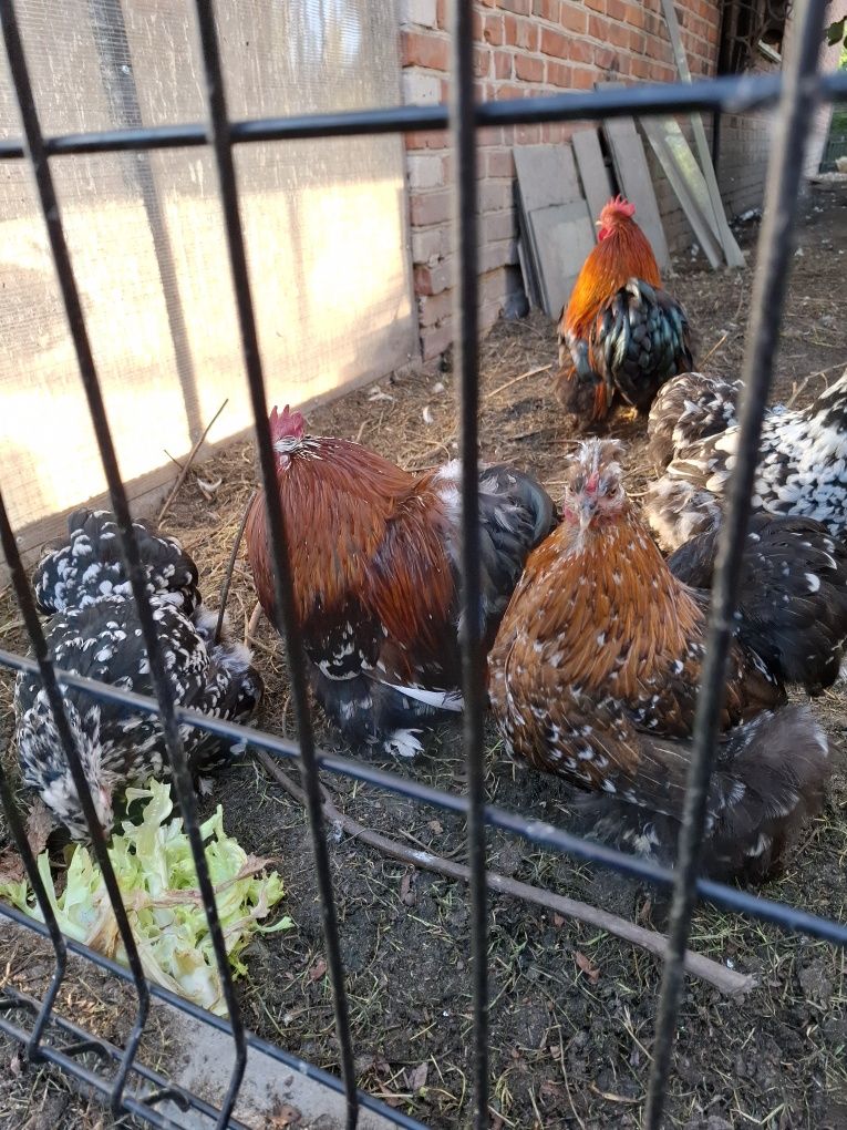 Kochinki kury i kogut