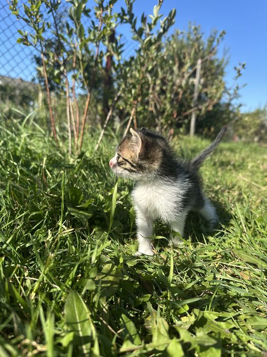 Віддам котика в добрі руки