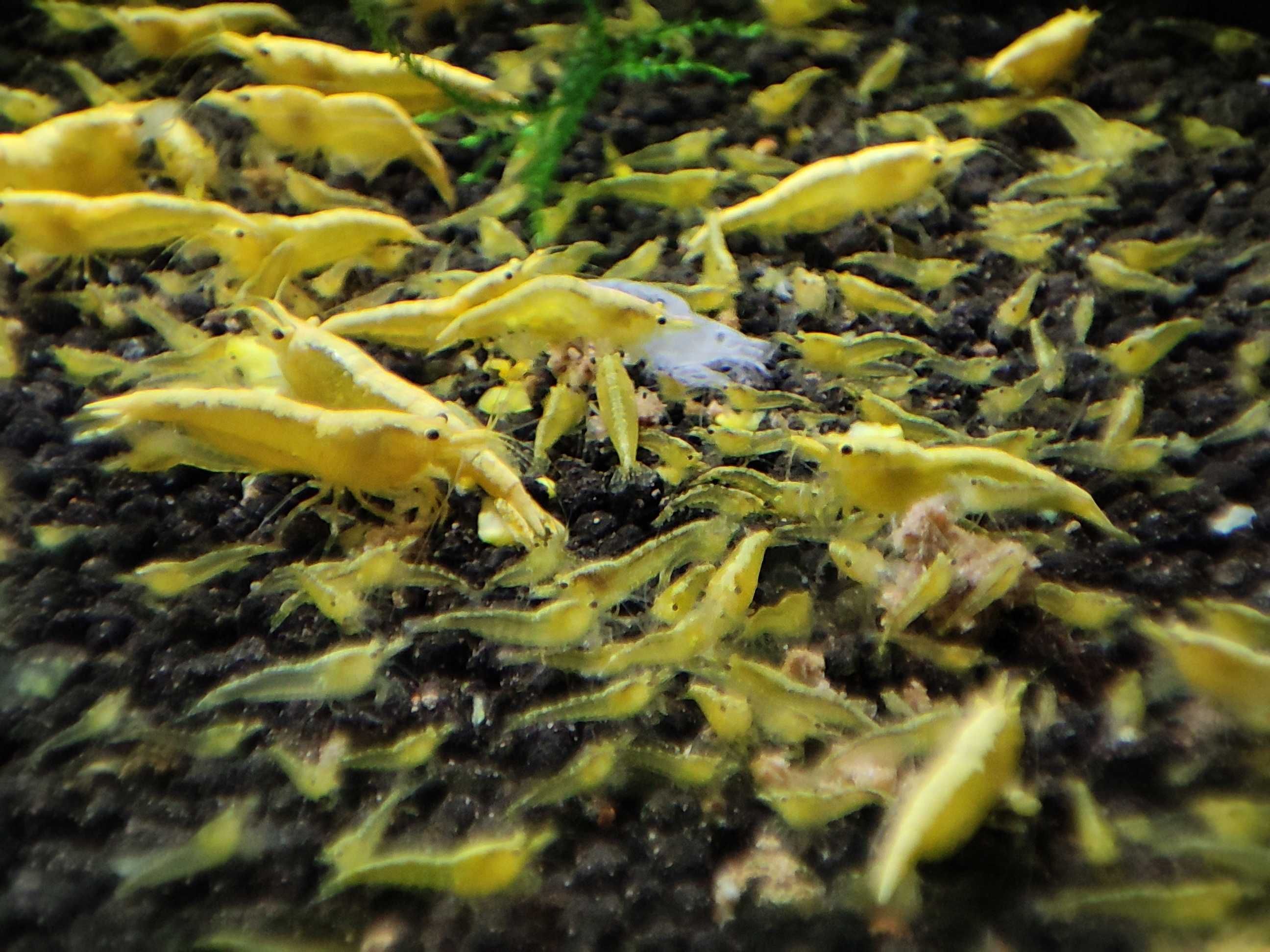 Krewetki neocaridina Yellow Neon