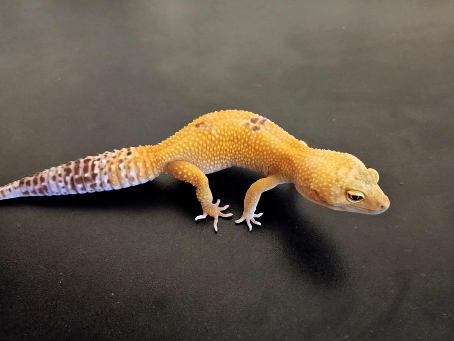 Gekon lamparci- samica Super Hypo Tangerine Carrot Tail