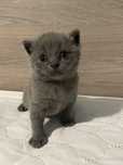 Порода: шотландські (Scottish Fold / Straight).