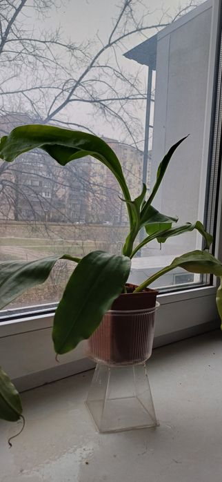 Непентес ,Міранда, вкорінена верхівка.