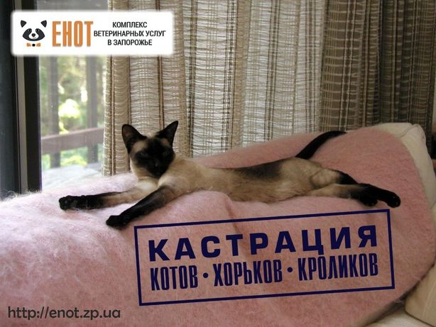 Кастрация котов, фреток (хорьков), кроликов в Запорожье